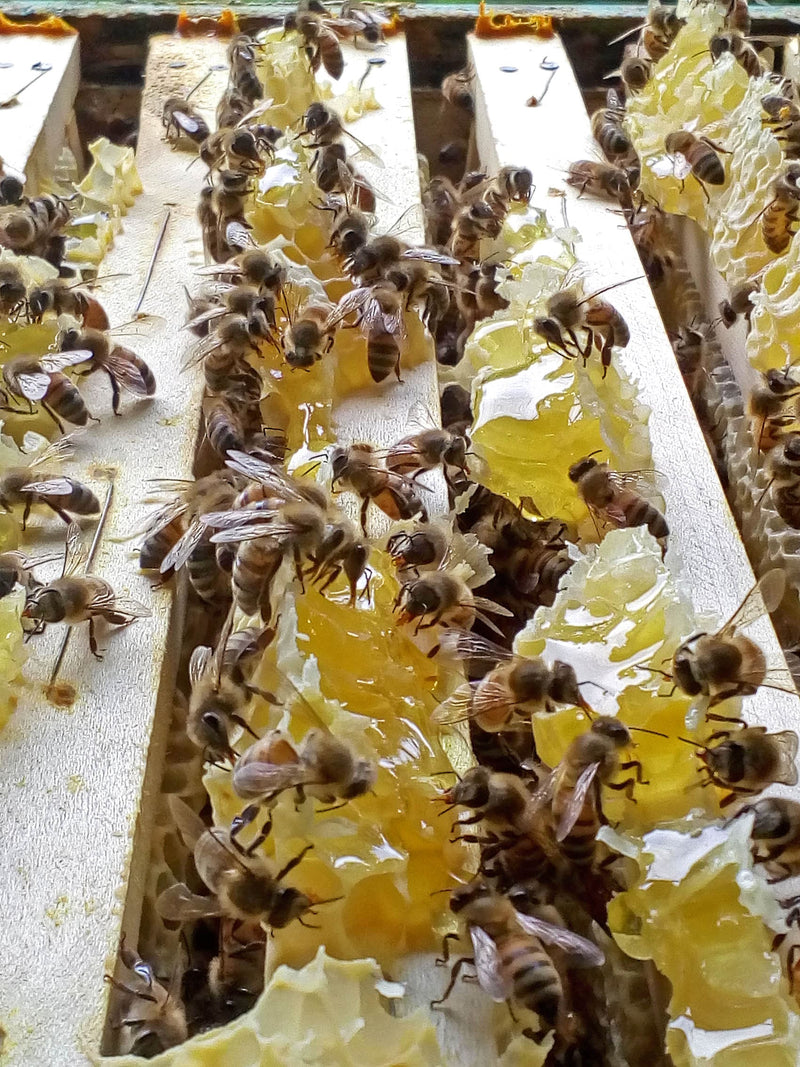 Bees in a beehive on frames of Acacia honey