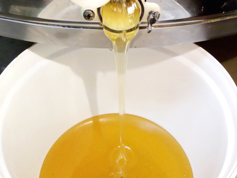 Acacia honey after extraction being poured in a tub