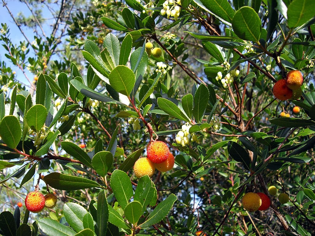 This is a photo of the fruit on an Arbutus bush.