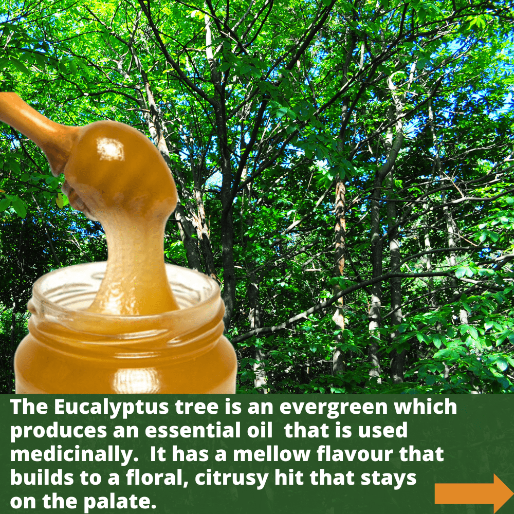 Wooden honey dipper  covered in golden coloured creamed eucalyptus honey against a eucalyptus tree.