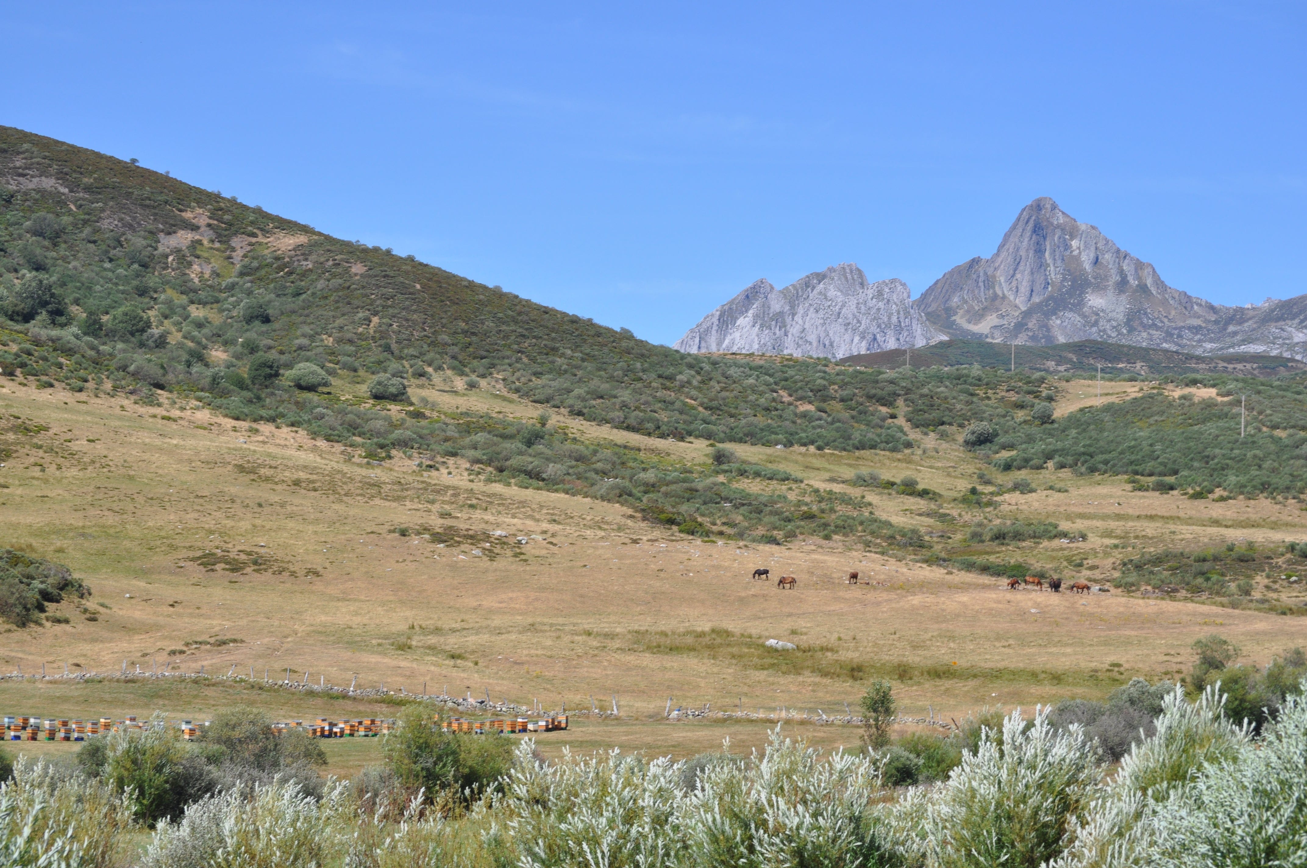 Mountainous area with multiple beehives in foreground.