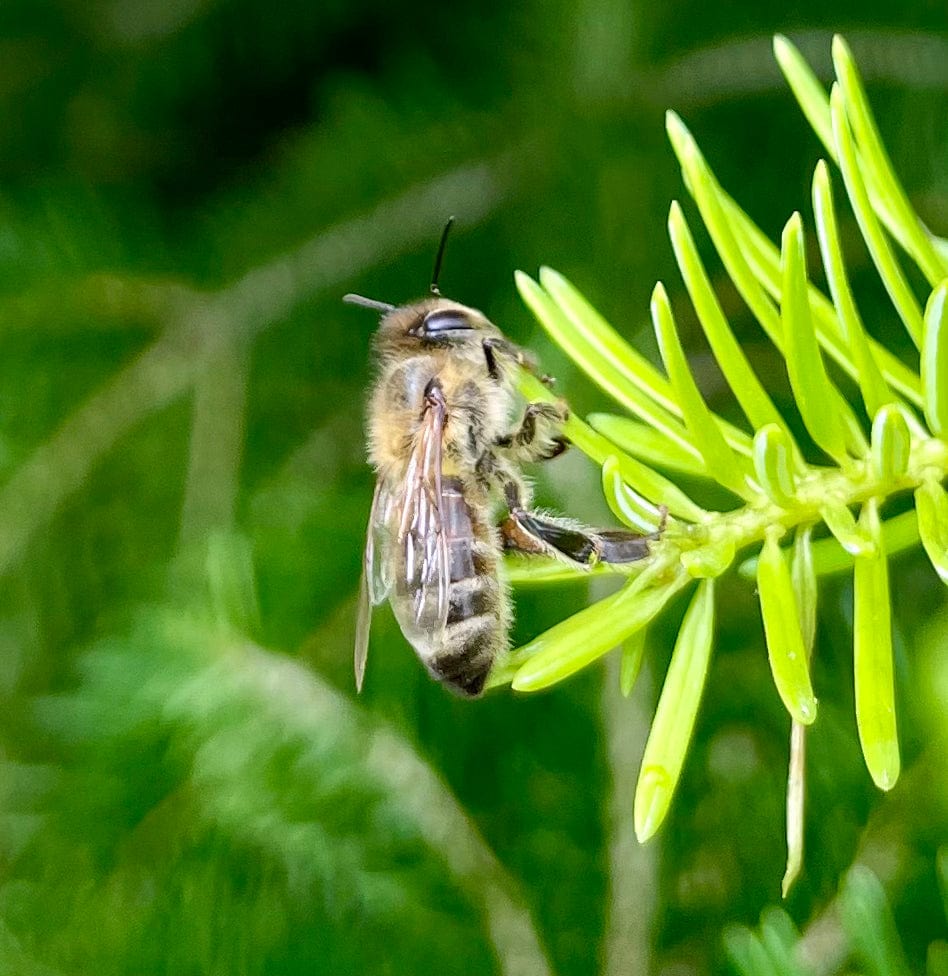 Honey bee on rosemary plant