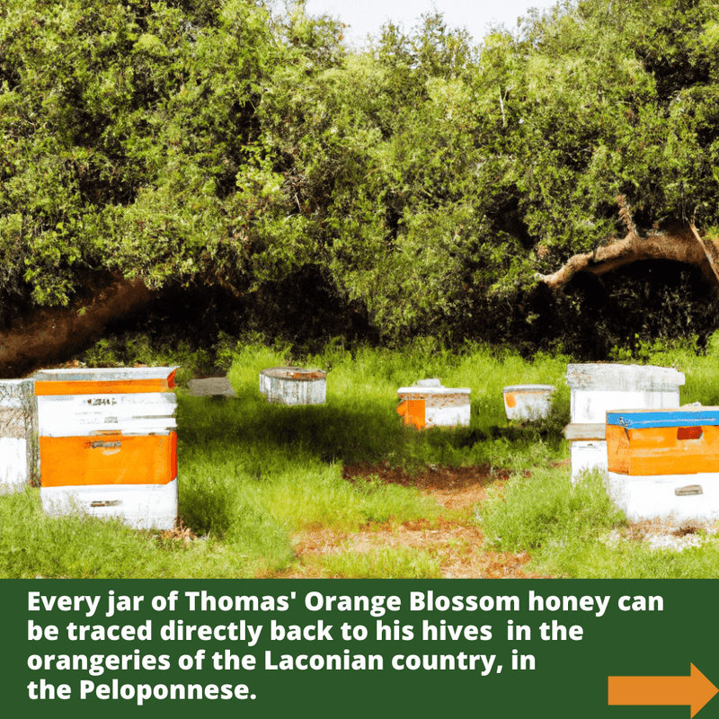 Multiple beehives situated in the orangeries of the Laconian country in the Peloponnese.