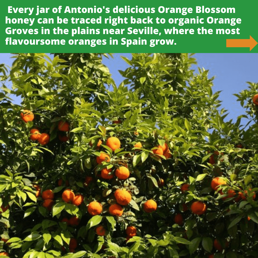 Orange trees with green leaves and oranges from the orange groves in the plains near Seville