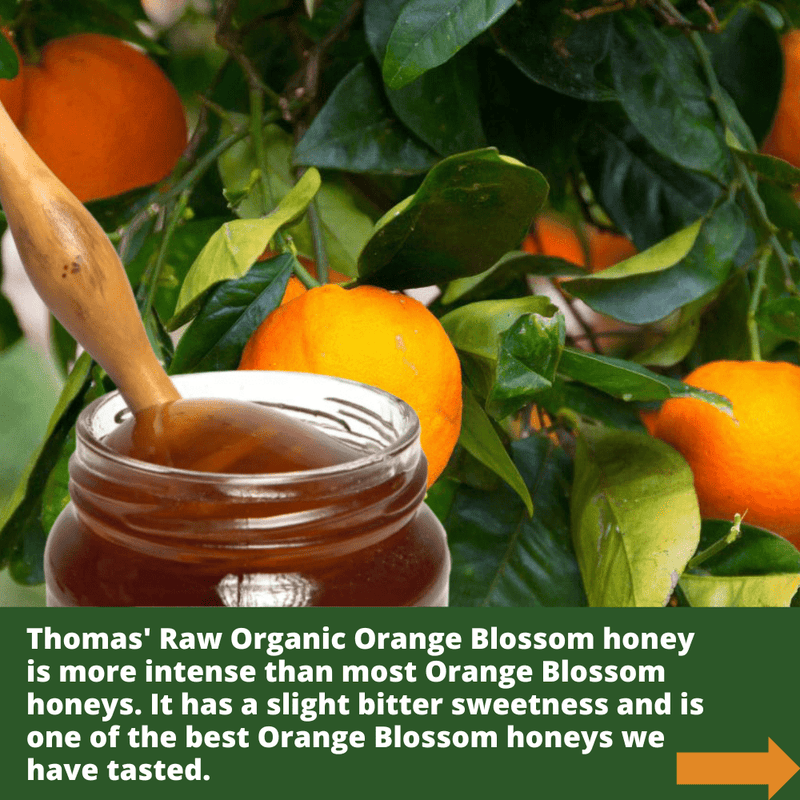 Wooden honey dipper  covered in golden raw organic orange blossom honey against oranges and leaves on orange tree.