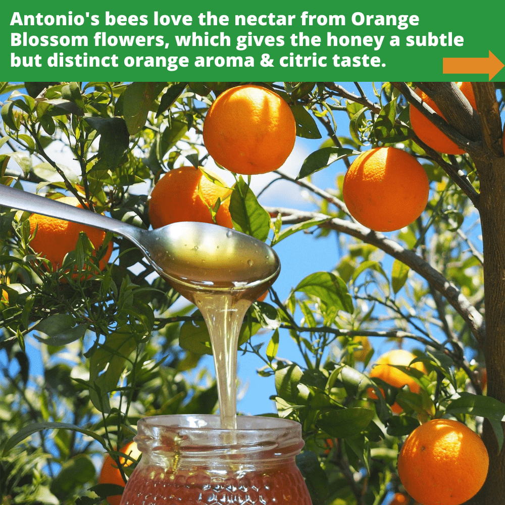 metal spoon of pale orange blossom honey dripping into open glass honey jar, against background of oranges on tree branches