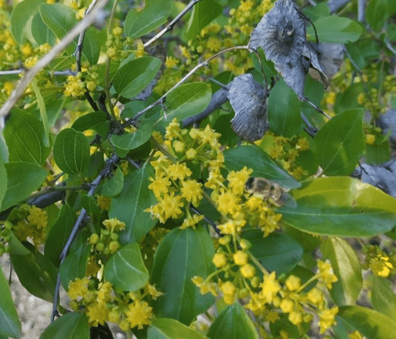 honey bee feeding on blooming Sidr flower