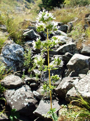 Wild Oregano plant with rocks behind.