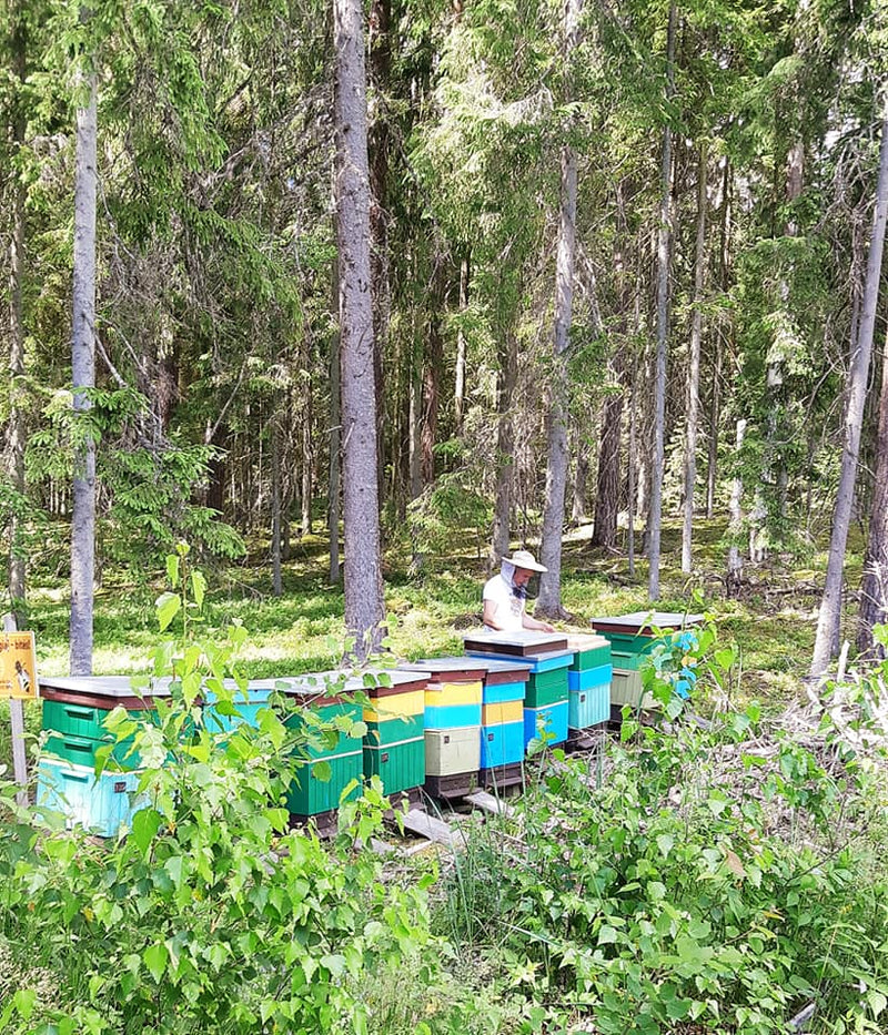 Raw Organic Lime (Linden) Blossom Honey - 1kg