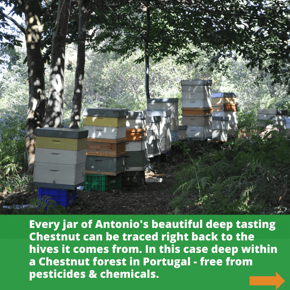 multiple bee hives in chestnut forest in Portugal