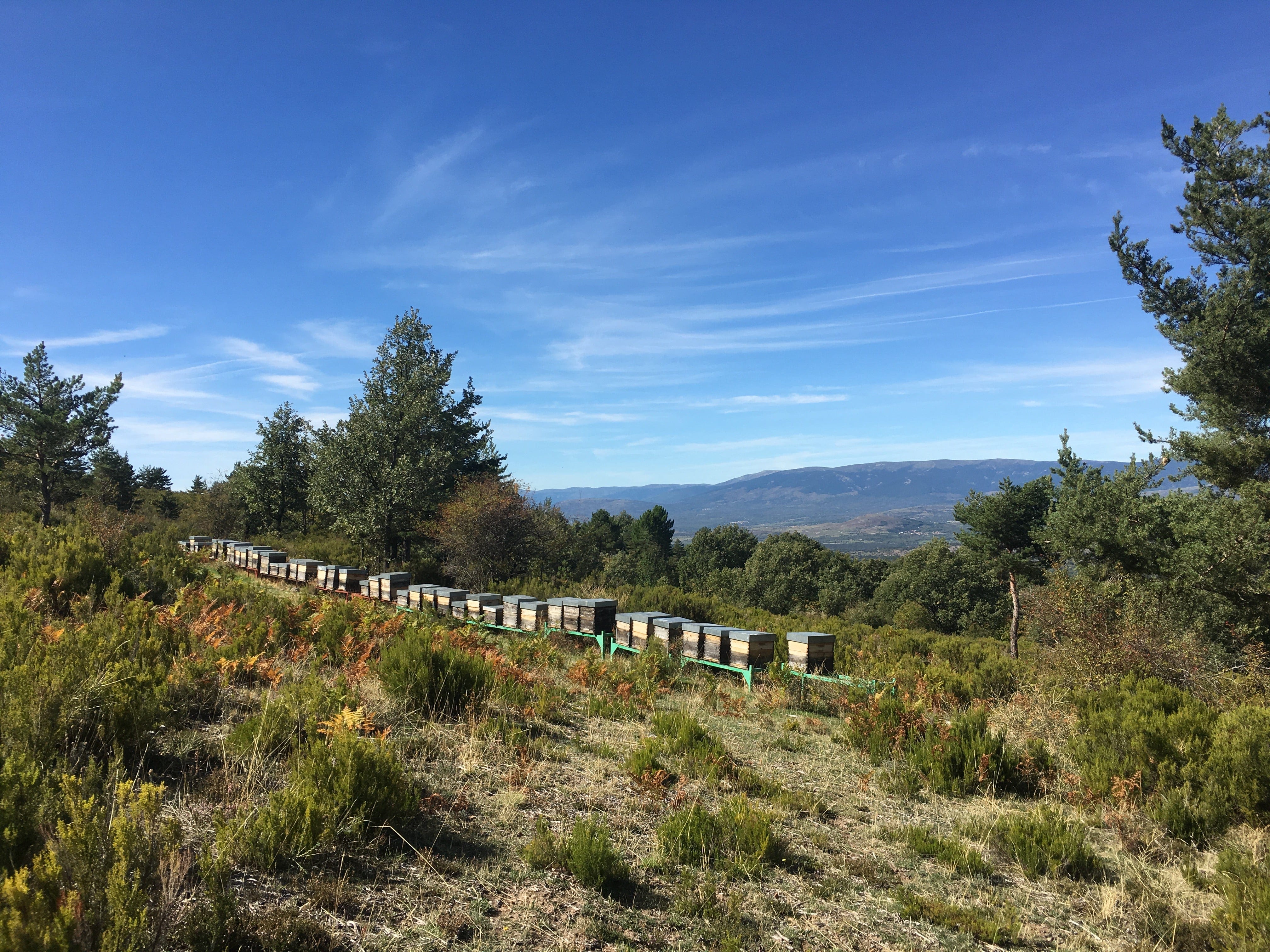 Wild mountainous area with trees, shrubs and multiple beehives.