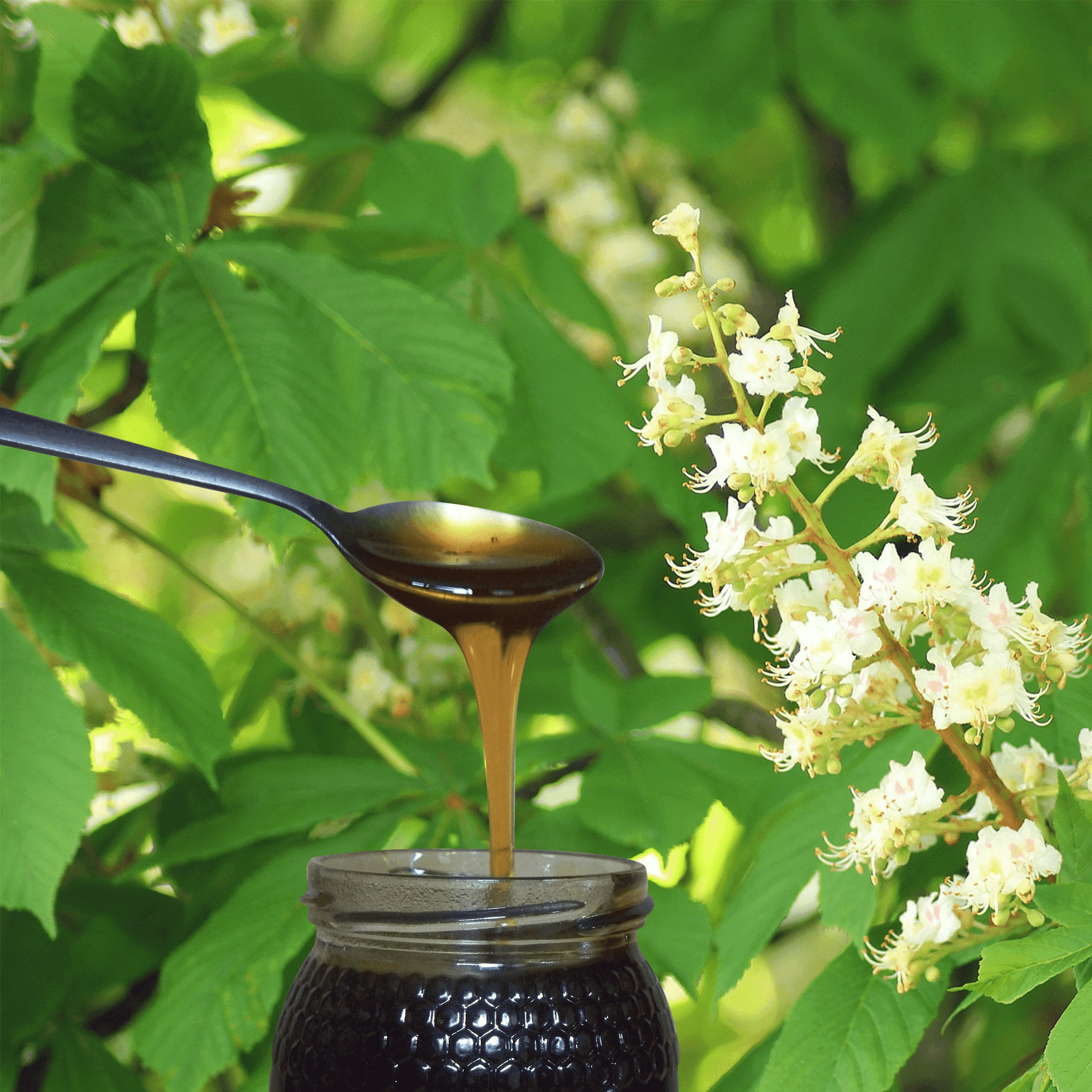 metal spoon of dark chestnut honey pouring into open glass honey jar, against background of chestnut leaves and flowers