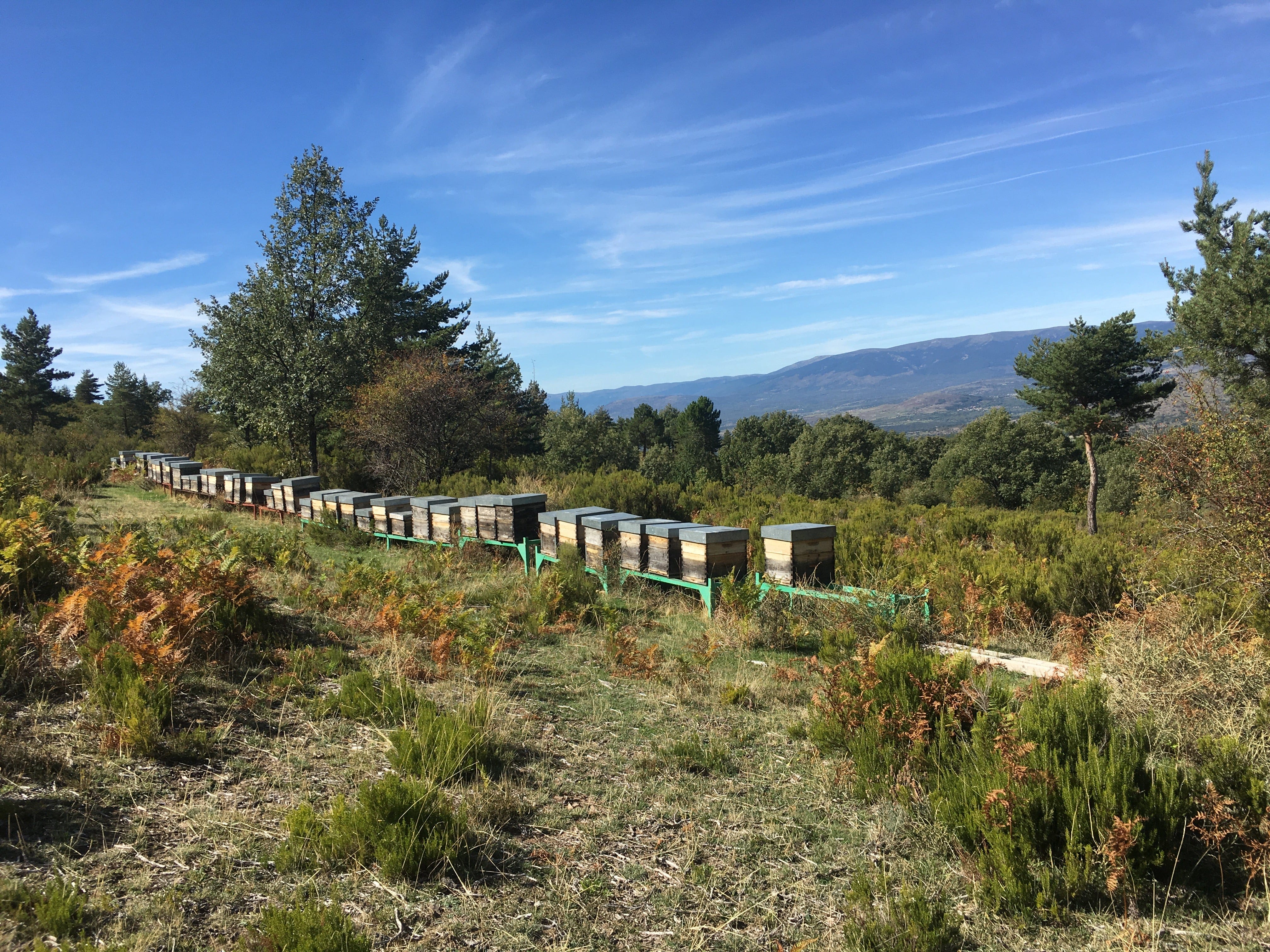 Antonios hives situated in mountainous area with trees and shrubs.