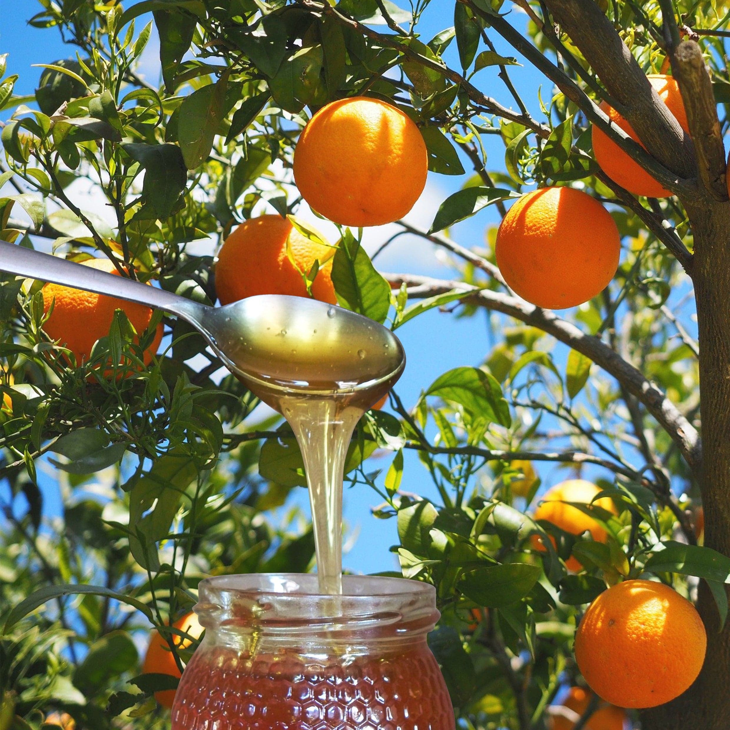 metal spoon of orange blossom honey pouring into open glass honey jar, against background of oranges on tree.