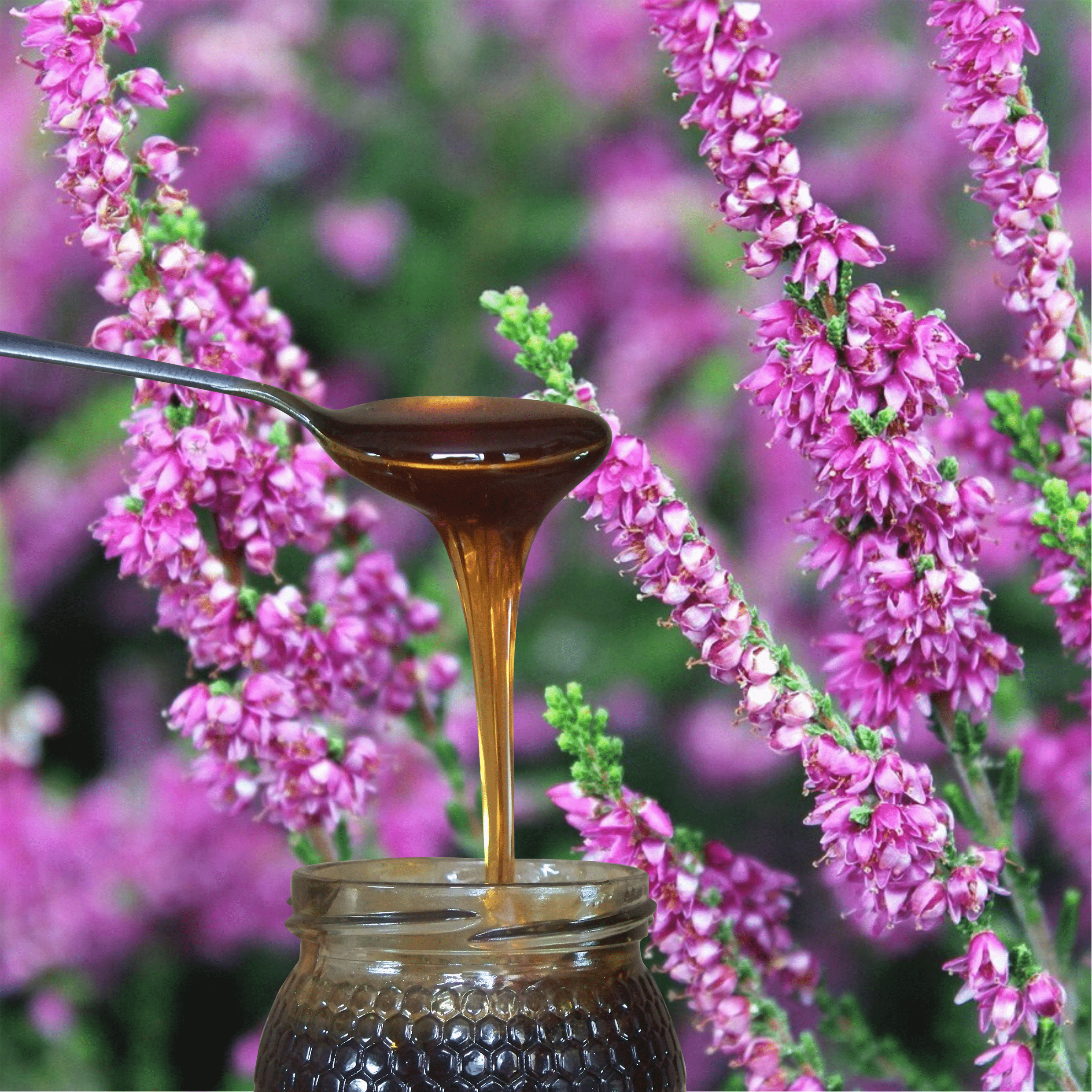 metal spoon of dark heather honey pouring into open glass honey jar, against background of heather flowers.