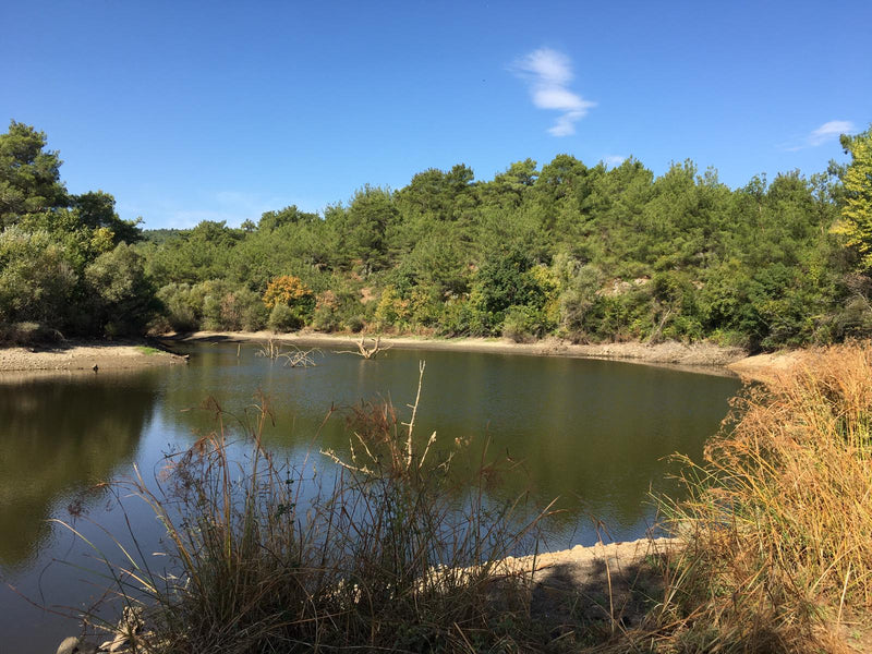 Expanse of water surrounded by trees and shrubs.