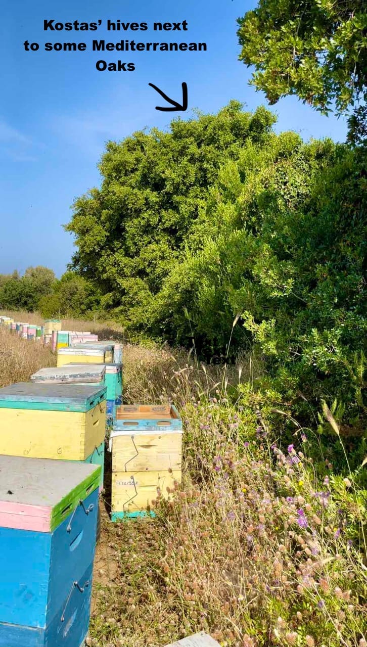 Kostas' hives by the Mediterranean Oak Trees